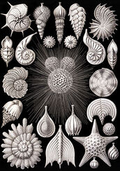 Thalamophora from Kunstformen der Natur